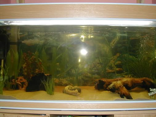 NewTank004.jpg