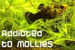 molly.jpg