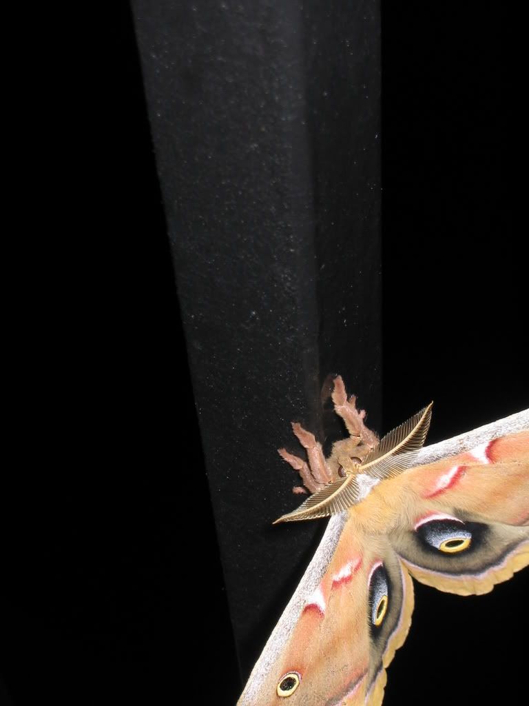 Picture1313.jpg