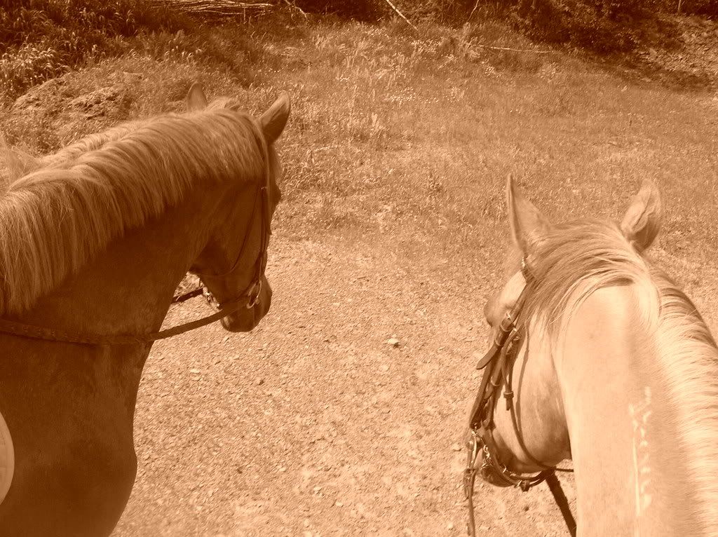 horse014.jpg