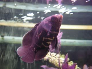DSCN1226.jpg