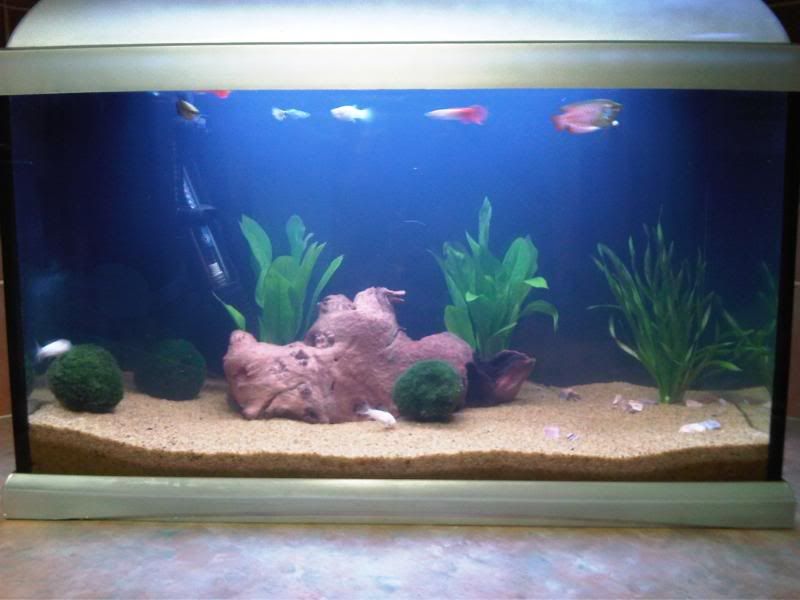 rescape1.jpg