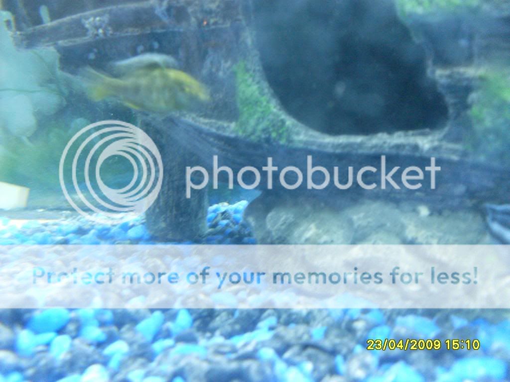 mycichlids003-1.jpg