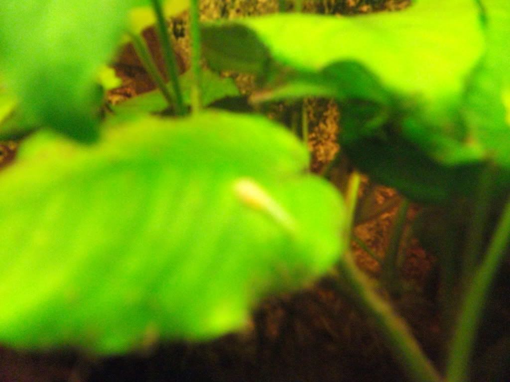 DSCF0477.jpg