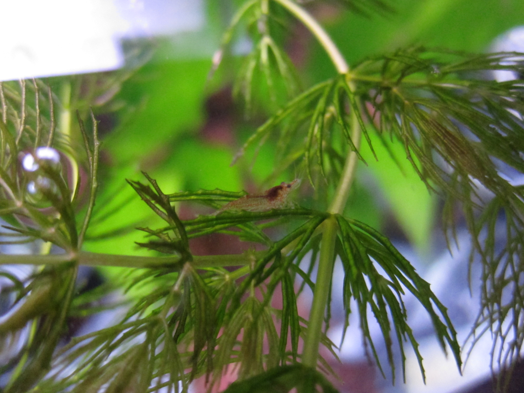RCS-Shrimplet-2.png