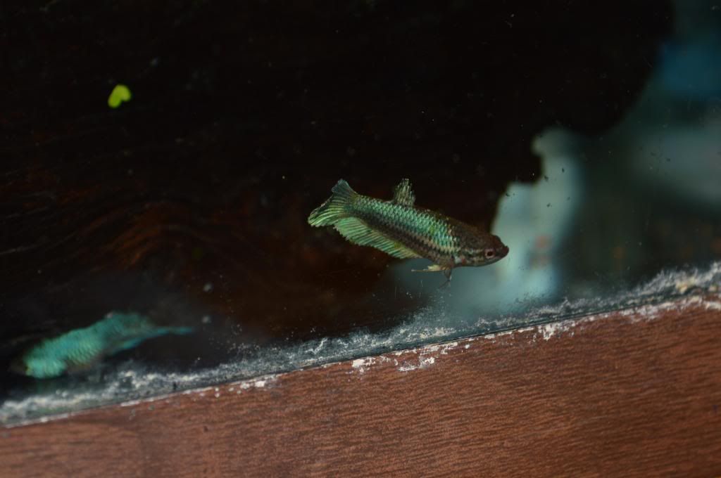 DSC_0878_zps0af469f7.jpg