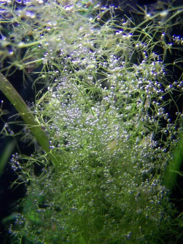 bladderwortpearling.jpg