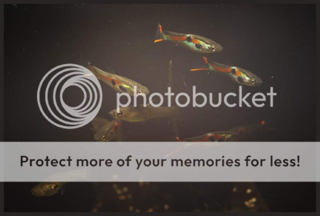 fish1.jpg
