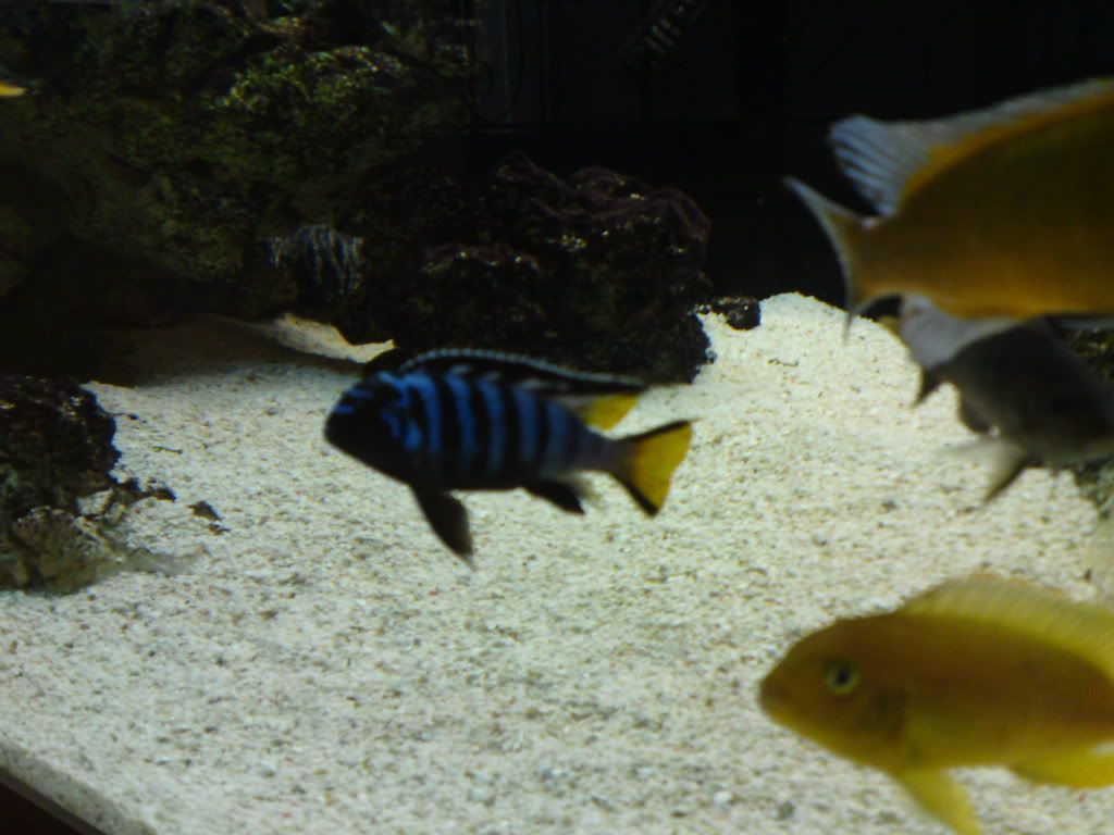 fish014.jpg