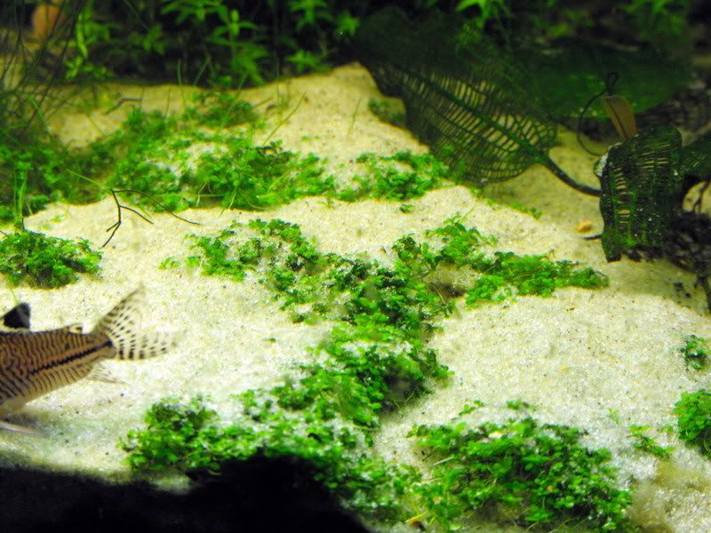 DSCF0217.jpg