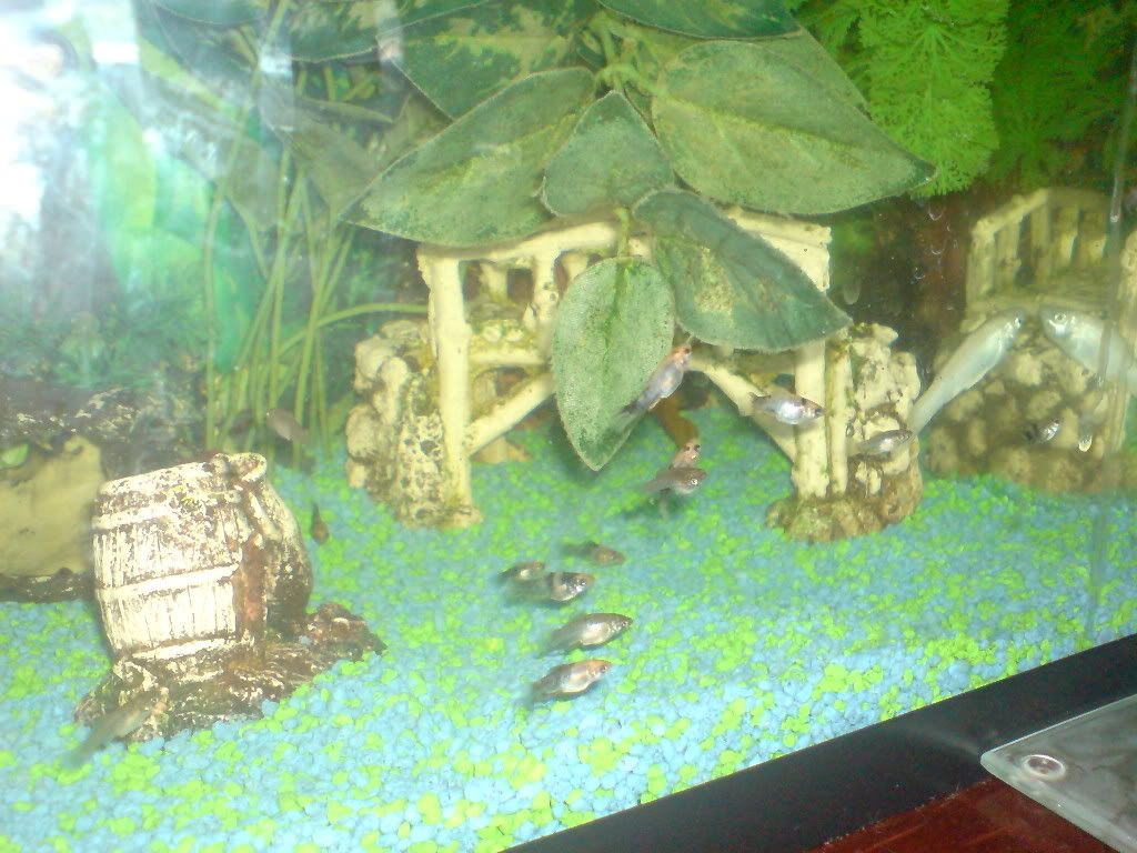 DSC01453.jpg