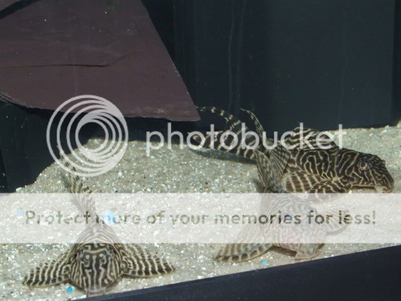 DSCF0451.jpg