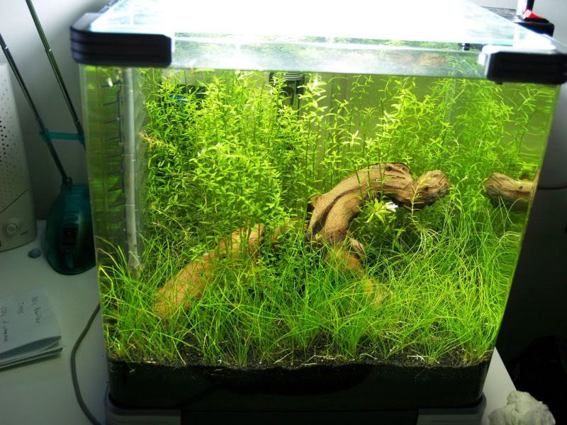 Fishcube59.jpg