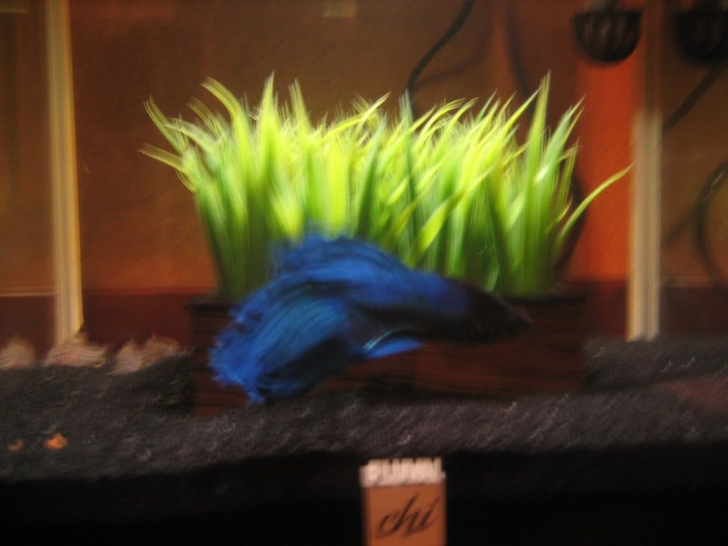 fish043.jpg