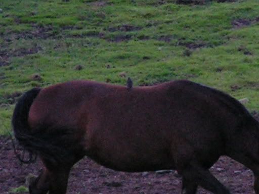 PICT0108.jpg