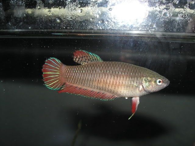 IMG005.jpg