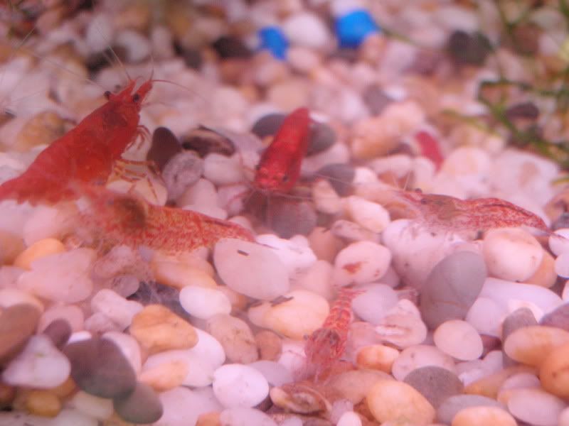 saleshrimp.jpg