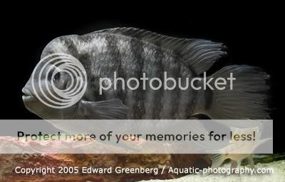 fish_profiles_nigrofaciatus1.jpg