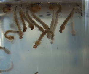 RTEmagicC_mosquito-lavae.jpg.jpg