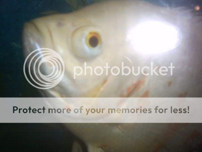 Animalpictures012.jpg