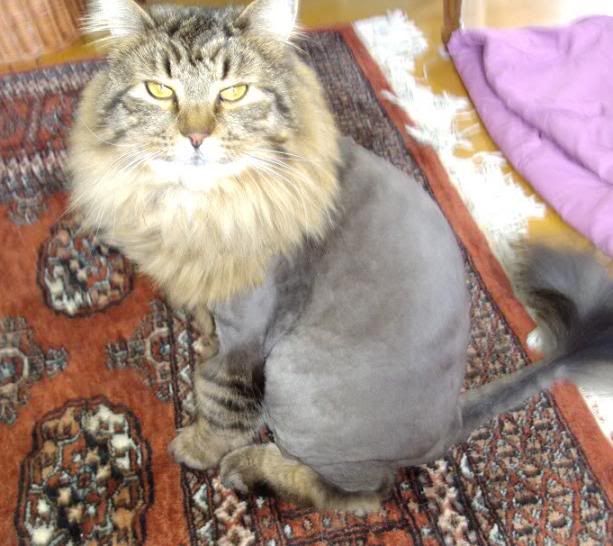 cattt.jpg