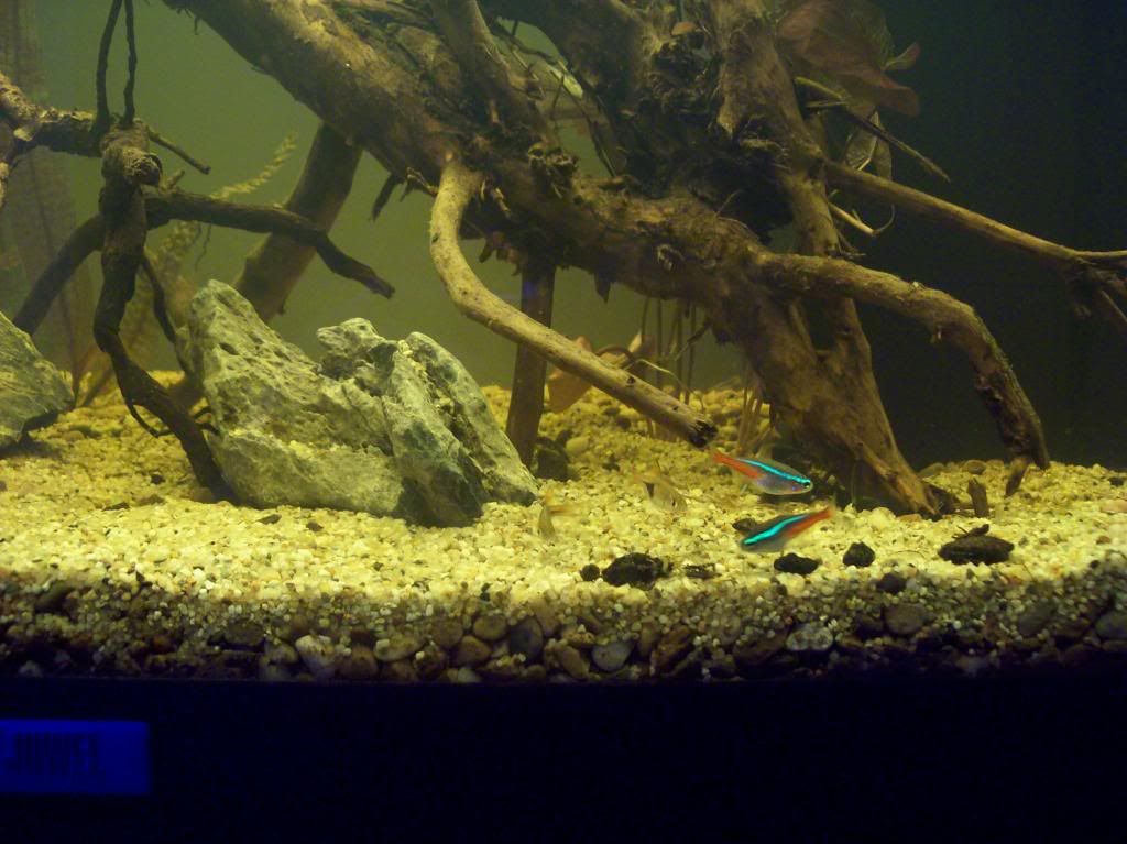 101_6276_zps234826f3.jpg