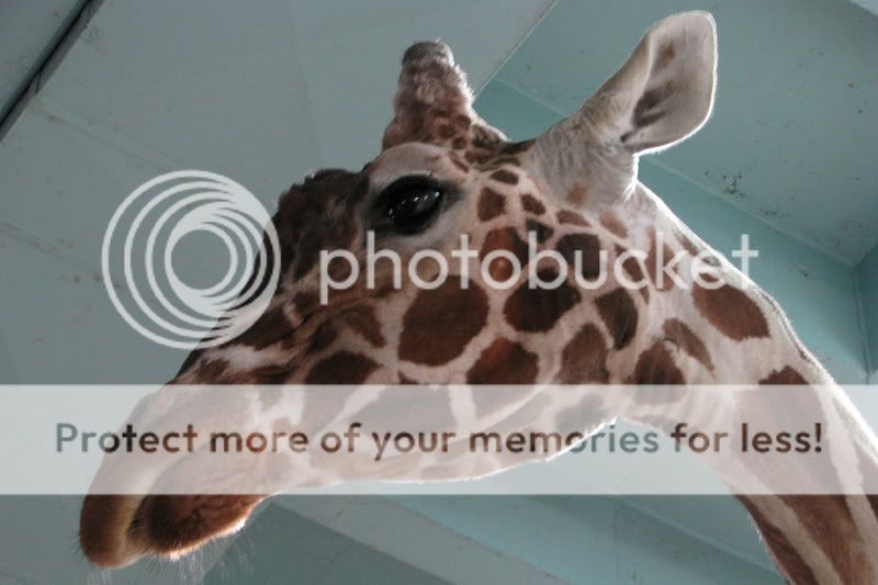 Giraffe1.jpg