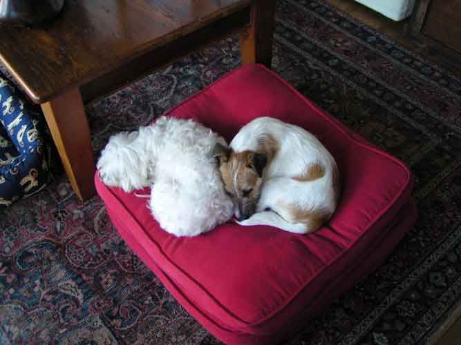 dogssleepingweb.jpg