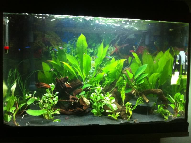 IphonePicsuptoMarch2011311.jpg