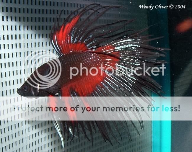 10gl_bettas_2004-6-4_00026a.jpg