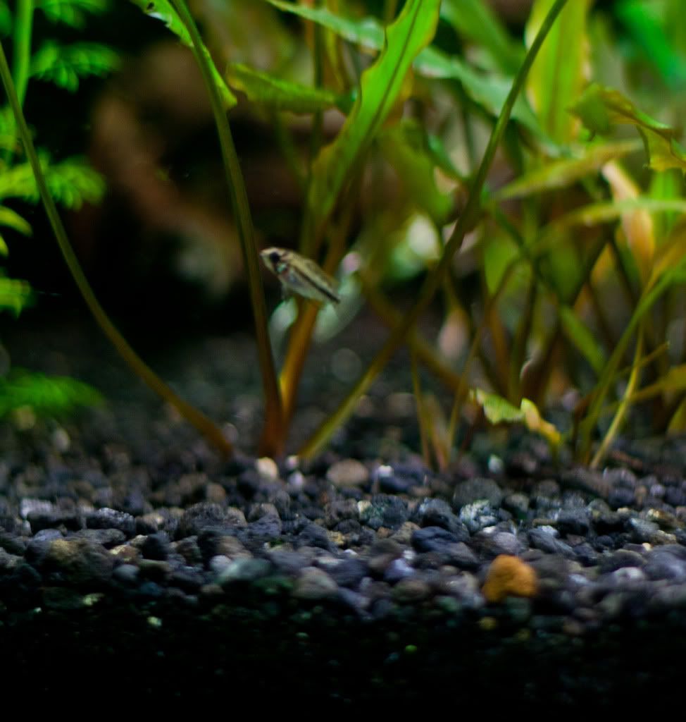 Fish-13.jpg