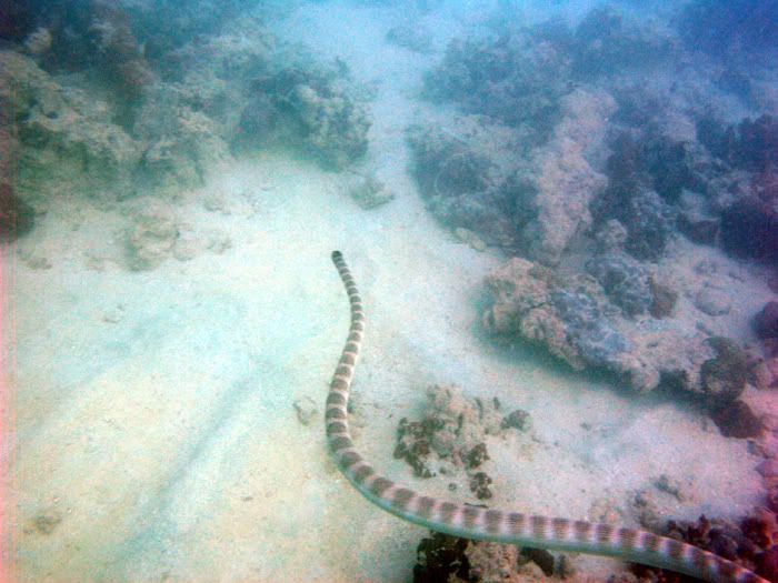 SaeSnake1.jpg