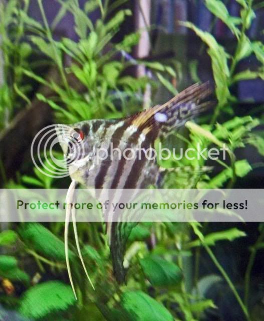 2009_0130fishtank0301a.jpg