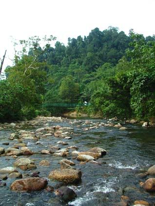 pang-tebang.jpg
