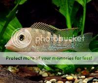 Geophagus_steindachneri.jpg