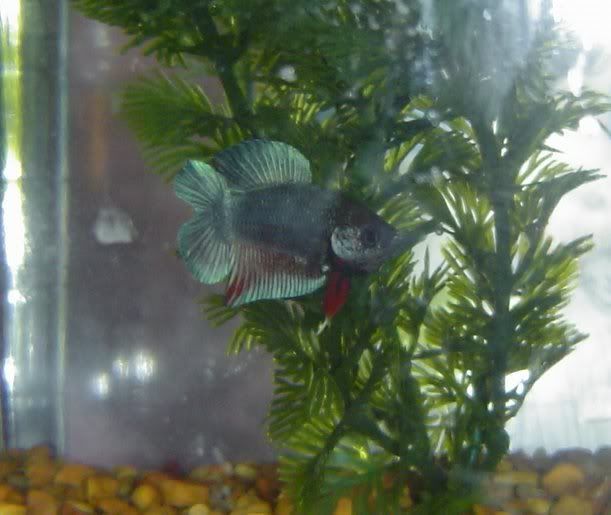 Bettas4271.jpg