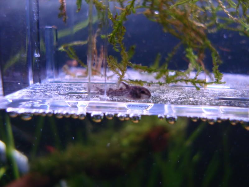 Miscfishpics010.jpg