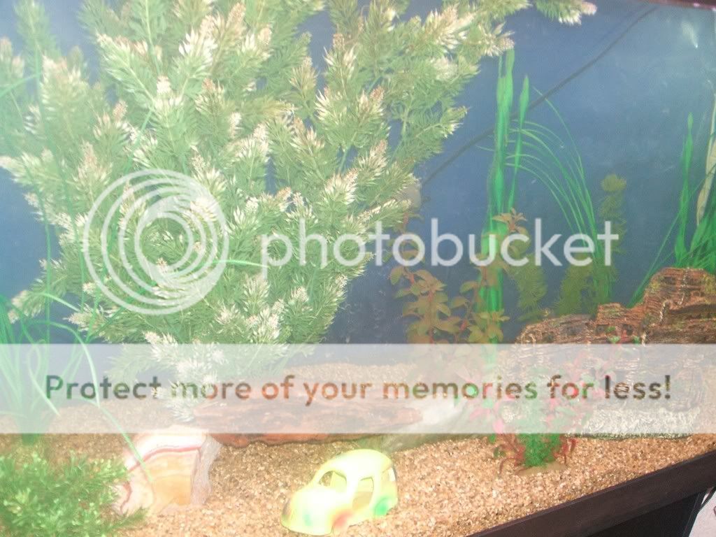 newtank4.jpg
