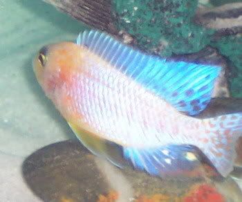 cichlids017.jpg