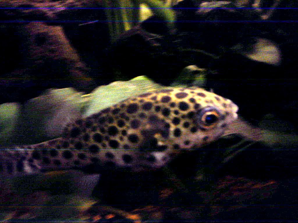 Puffer.jpg