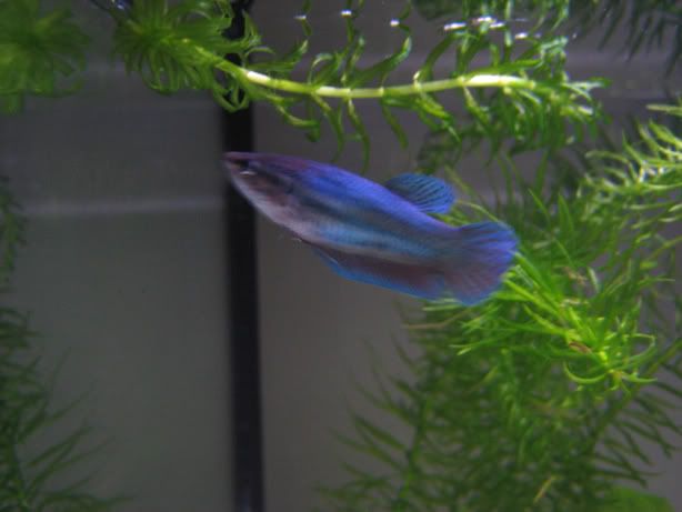 fish05.jpg