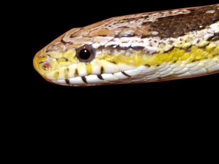 SnakeOct06.jpg