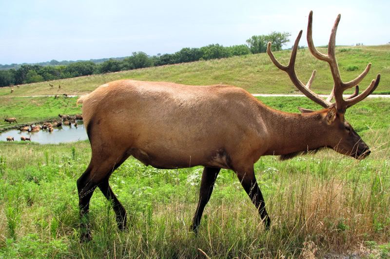 Elk6.jpg