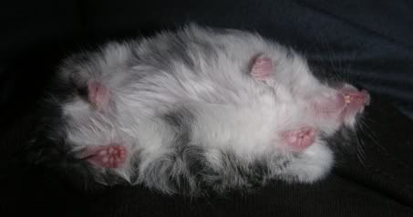 sleepingdomino.jpg