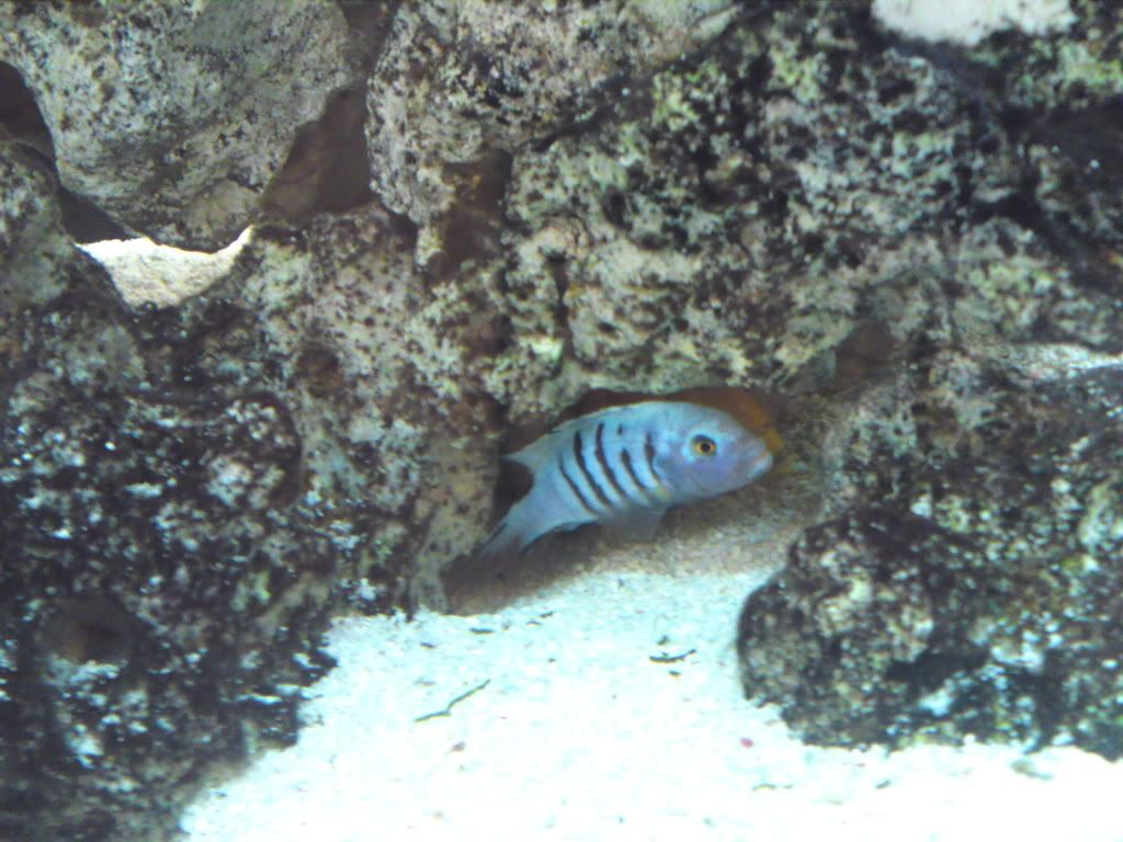 fish016.jpg