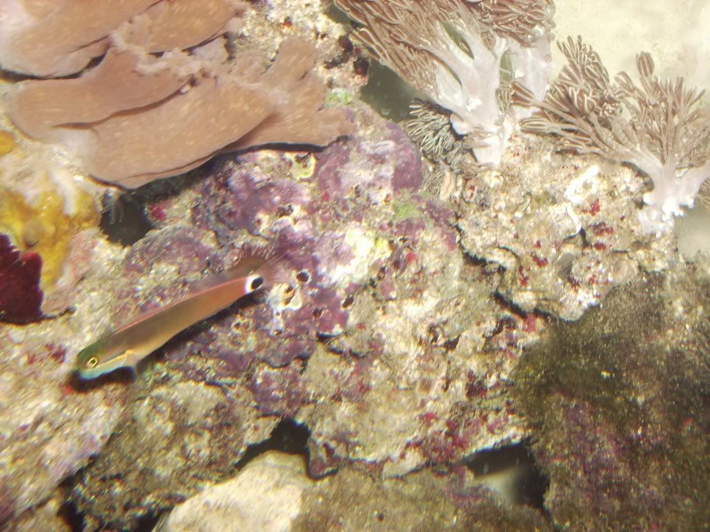 blenny.jpg