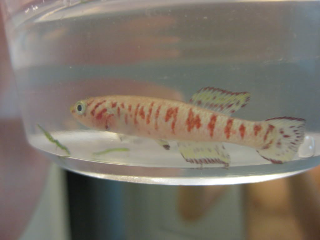Walkeri016.jpg