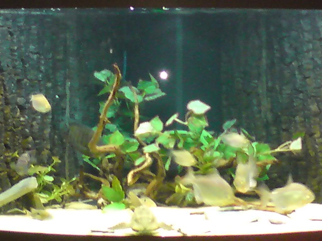 cichlidtank29-07-082.jpg
