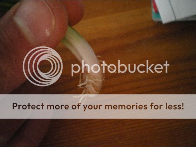 IMGP0655.jpg