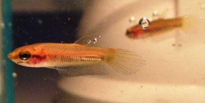 tiny-betta.jpg